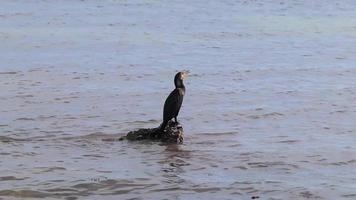 cormorão de cauda longa neotropis em pedra de pedra na praia méxico. video