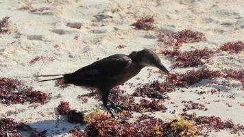 l'uccello grackle dalla coda grande sta mangiando il sargazo sulla spiaggia del Messico. video