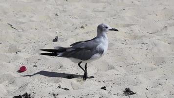 gaivota gaivotas andando na areia da praia playa del carmen méxico. video