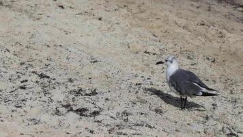 gaviota gaviotas caminando sobre la arena de la playa playa del carmen mexico. video