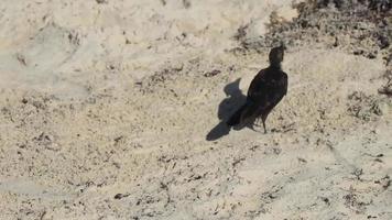 Great-Tailed Grackle bird is eating sargazo on beach Mexico. video