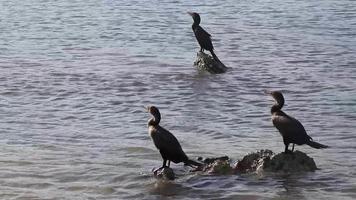 neotropis långstjärtad skarv på sten sten på strand Mexiko. video