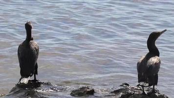 neotropis langschwänziger kormoran auf felsenstein am strand von mexiko. video