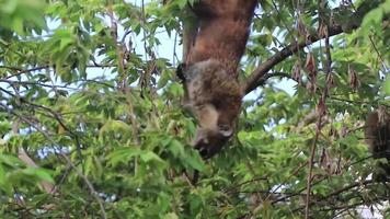 coati klättra träd grenar och Sök frukt tropisk djungel Mexiko. video