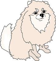 perro pomerania spitz vector