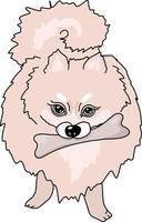 Angry Pomeranian Spitz Chewing a Bone vector