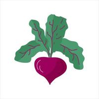 Beetroot vegetable vector illustration on white background. Organic root clipart. Healthy raw veggie.