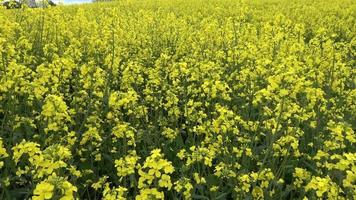 Yellow field of flowering rape and tree against a blue sky with clouds, natural landscape background with copy space, Germany Europe video