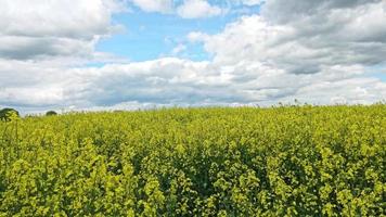 Yellow field of flowering rape and tree against a blue sky with clouds, natural landscape background with copy space, Germany Europe video