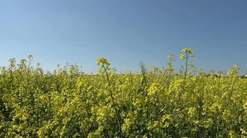 vista de ângulo baixo na flor de um campo de colza contra um céu azul claro. video