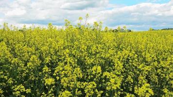 campo amarelo de floração estupro e árvore contra um céu azul com nuvens, fundo de paisagem natural com espaço de cópia, alemanha europa video