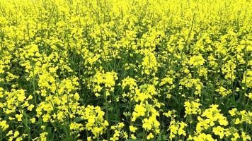 Yellow field of flowering rape and tree against a blue sky with clouds, natural landscape background with copy space, Germany Europe video