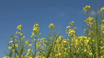 vista de ángulo bajo en la flor de un campo de colza contra un cielo azul claro. video