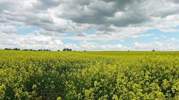 tid upphöra av en gul fält av blommande våldta och träd mot en blå himmel med moln, naturlig landskap bakgrund med kopia Plats, Tyskland Europa. video