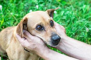 Owner holding dog's face in hands with great love and care. photo