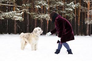 Owner playing with her dog. South Russian Shepherd Dog on a background of winter coniferous forest. photo