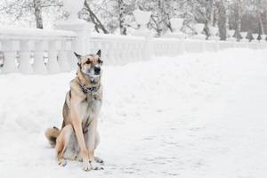 Brown and white short-haired mongrel dog on a background of a winter snowy park. photo