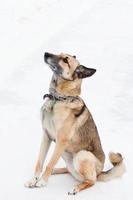 Brown and white short-haired mongrel dog on a background of a winter snowy park. photo