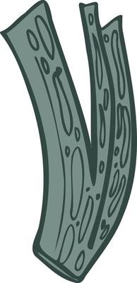 celery vector isolated illustration sketch