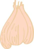 garlic vector isolated illustration sketch