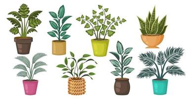 conjunto de hermosas plantas de interior aisladas sobre fondo blanco. colección de diferentes plantas en macetas. decoraciones botánicas naturales para el hogar, interior. ilustración de dibujos animados plano vectorial vector