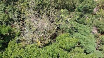 des séquences vidéo de drone de la scène de la forêt dans le village. video