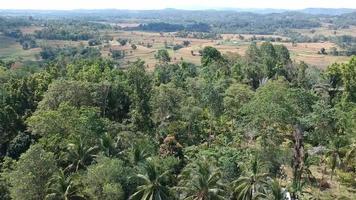 imagens de vídeo de drone da cena da floresta na aldeia. video