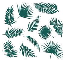 Set of silhouettes of eleven palm branches of leaves vector