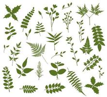 Large set of leaves and stems vector