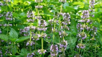 potager, abeille sur les fleurs video