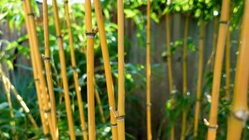 bambou, de plein air, été, lumière du soleil video
