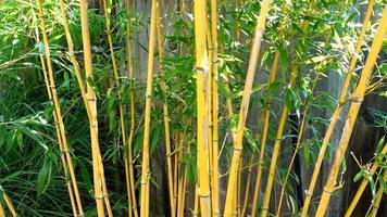 bamboo plants outdoor video