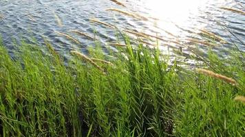 cañas sobre destellos vespertinos en el agua del lago video