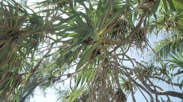 vue sur les palmiers pandanus tectorius contre le ciel près de la plage sur l'île tropicale. pandanus tectorius palmiers vue de dessous. video