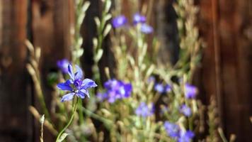 pequeñas flores azules junto a la valla