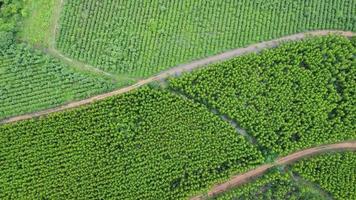 antenne visie van eucalyptus plantage in Thailand. top visie van groen eucalyptus Woud. video