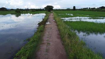 View of rice fields or agricultural areas affected by rainy season floods. River water overflowing after heavy rain and flooding of agricultural fields. Field on a farm with rainwater video