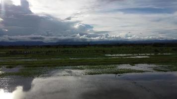 Luftaufnahme von Reisfeldern oder landwirtschaftlichen Flächen, die von Überschwemmungen in der Regenzeit betroffen sind. Draufsicht auf einen Fluss, der nach starkem Regen und Überschwemmung landwirtschaftlicher Felder überläuft. video