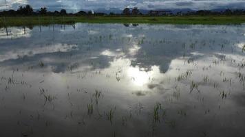 Luftaufnahme von Reisfeldern oder landwirtschaftlichen Flächen, die von Überschwemmungen in der Regenzeit betroffen sind. Draufsicht auf einen Fluss, der nach starkem Regen und Überschwemmung landwirtschaftlicher Felder überläuft.