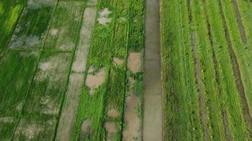 Luftaufnahme von Reisfeldern oder landwirtschaftlichen Flächen, die von Überschwemmungen in der Regenzeit betroffen sind. Draufsicht auf einen Fluss, der nach starkem Regen und Überschwemmung landwirtschaftlicher Felder überläuft. video