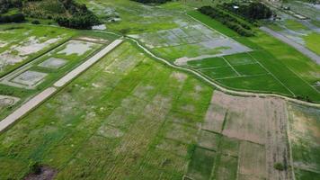 vue aérienne des rizières ou des zones agricoles touchées par les inondations de la saison des pluies. vue de dessus d'une rivière qui déborde après de fortes pluies et l'inondation des champs agricoles. video