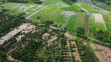 vista aérea de campos de arroz ou áreas agrícolas afetadas por inundações da estação chuvosa. vista superior de um rio transbordando após fortes chuvas e inundações de campos agrícolas. video