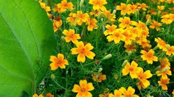 cute little orange flowers blooming in the garden video