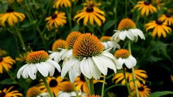 coneflowers de verão close-up video