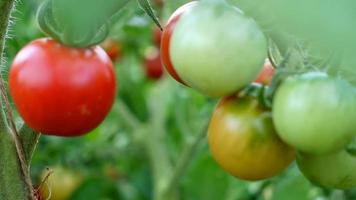 tomates en el jardín, rojos y verdes video