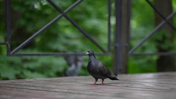 paloma en un parque público de la ciudad. pájaros de la ciudad. de cerca. foto