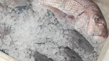 pescado crudo fresco sobre hielo en el supermercado. pescado de frescura fría en hielo video