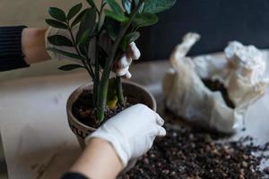 Female hands are planted in a flower pot. Close-up photo