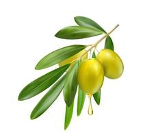 Realistic olive branch with oil drop, green leaves vector