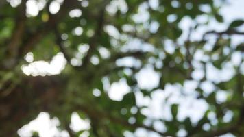 Blurred out of focussing technique of the tree leaves with sunshine through the tree in summer daytime video